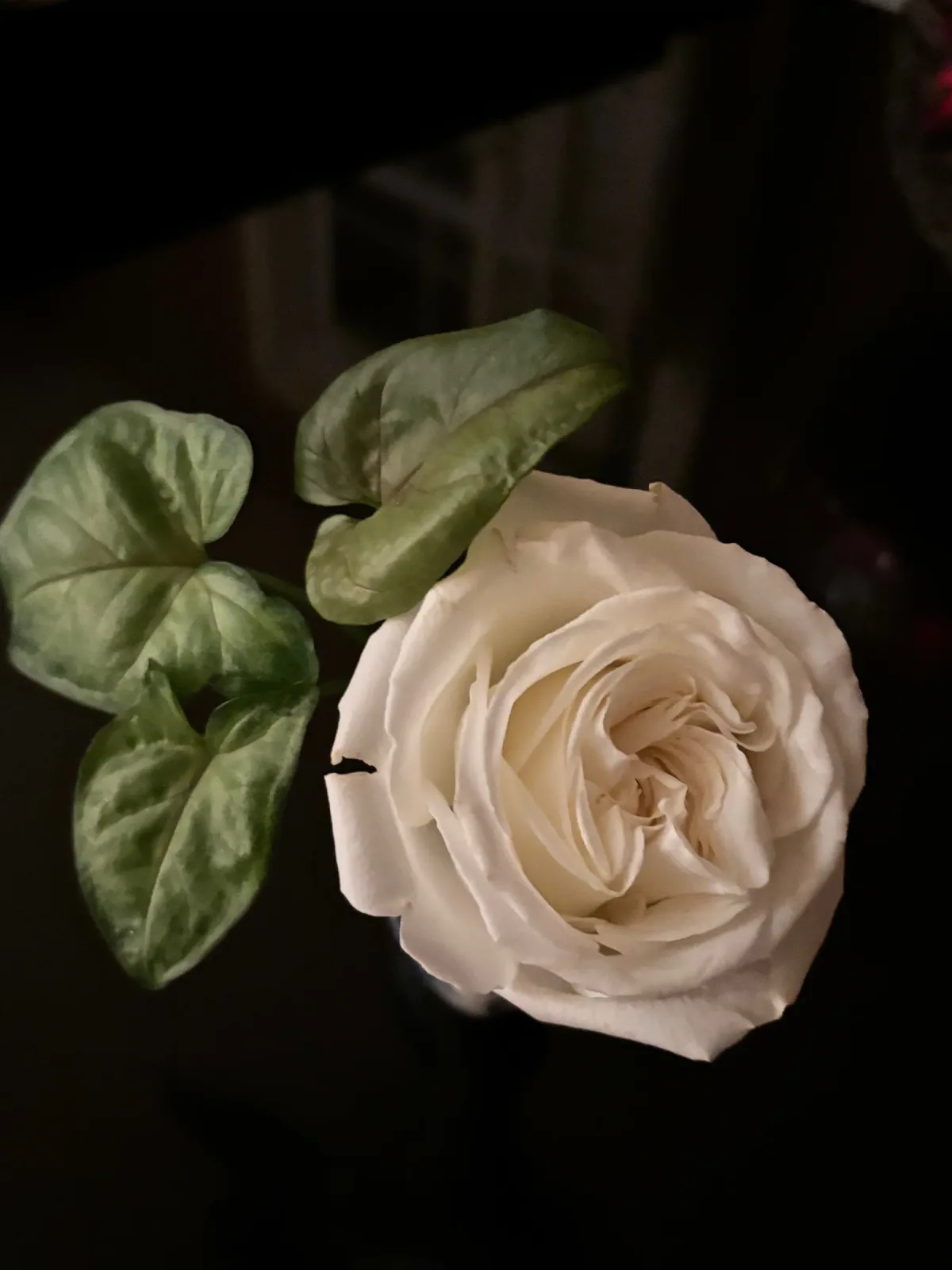 A white rose and leaves on a black ground